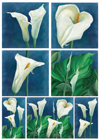  96 Paper for Decoupage 50x70 cm.,Calla 2